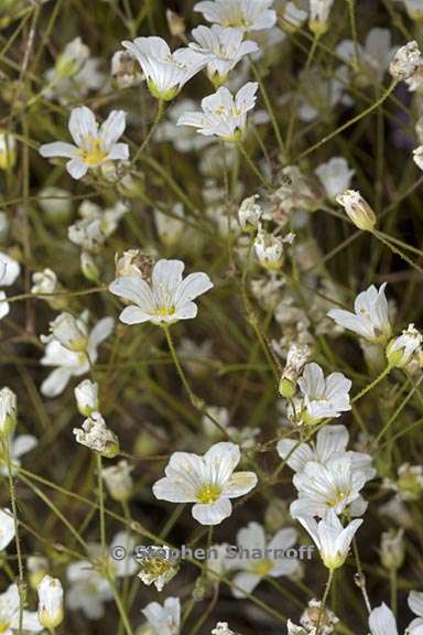 sabulina douglasii 3 graphic